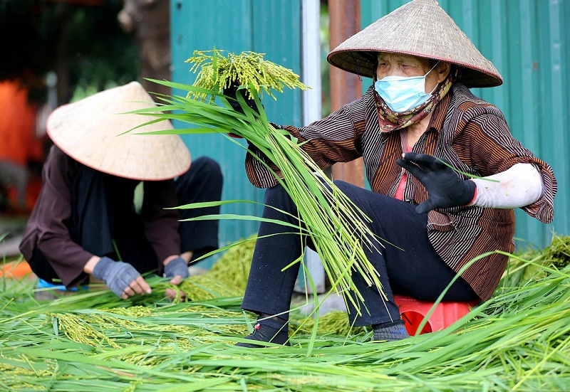 Cách làm cốm vòng Hà Nội