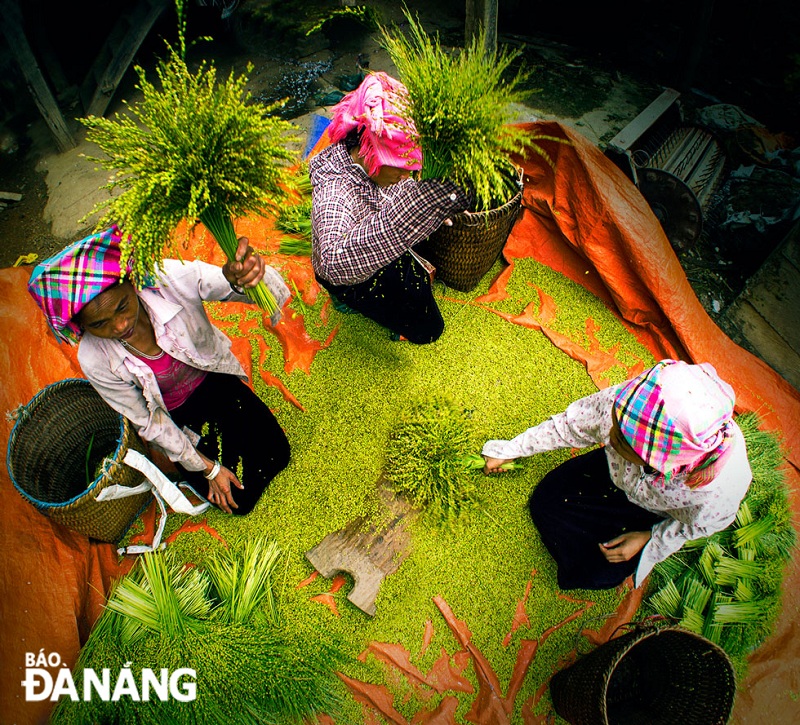 Cốm Tú Lệ Yên Bái