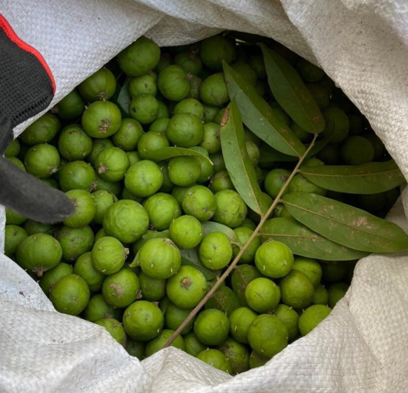 Mua sấu Hà Nội làm quà
